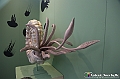 VBS_0854 - Dinosauri. Terra dei giganti